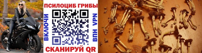 Псилоцибиновые грибы Cubensis  Ишимбай 